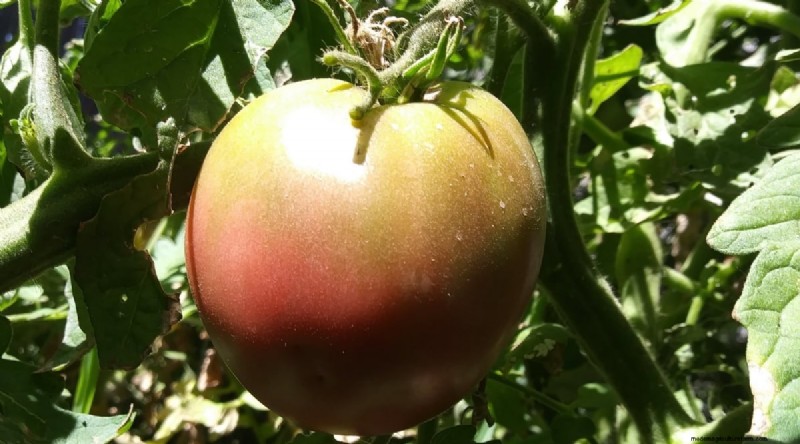 Cherokee Purple Tomatoes:Pflanz-, Anbau- und Pflegeanleitung 
