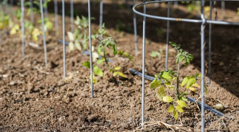 Cherokee Purple Tomatoes:Pflanz-, Anbau- und Pflegeanleitung 