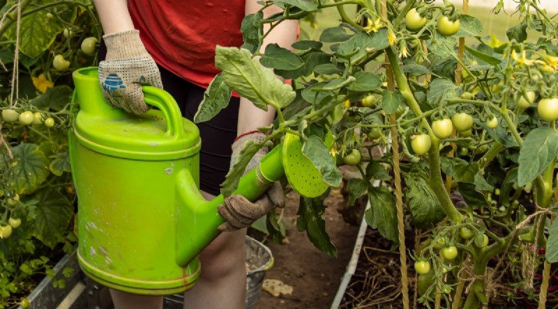 Cherokee Purple Tomatoes:Pflanz-, Anbau- und Pflegeanleitung 