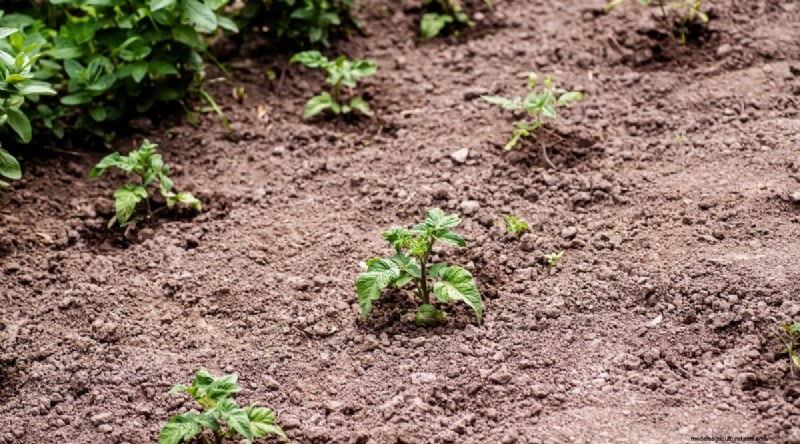 Cherokee Purple Tomatoes:Pflanz-, Anbau- und Pflegeanleitung 