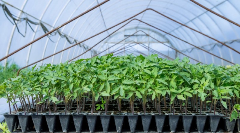 Cherokee Purple Tomatoes:Pflanz-, Anbau- und Pflegeanleitung 