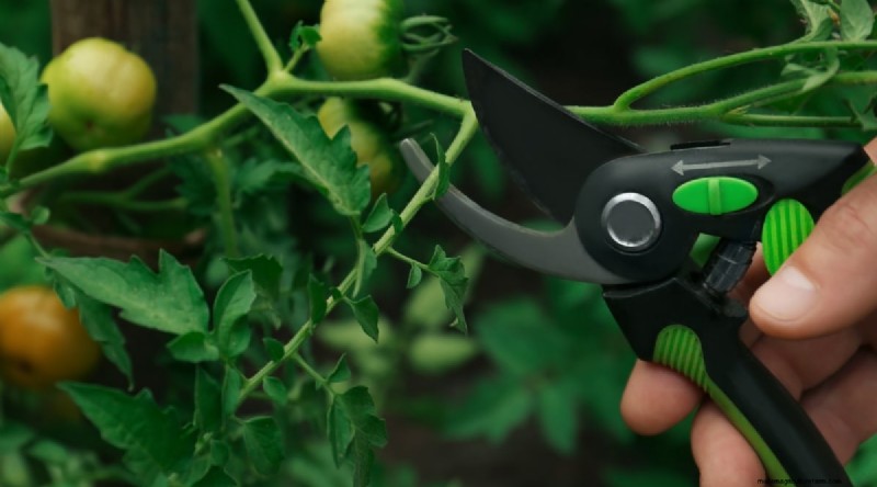Cherokee Purple Tomatoes:Pflanz-, Anbau- und Pflegeanleitung 