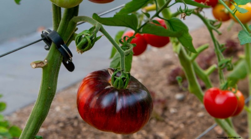 Cherokee Purple Tomatoes:Pflanz-, Anbau- und Pflegeanleitung 