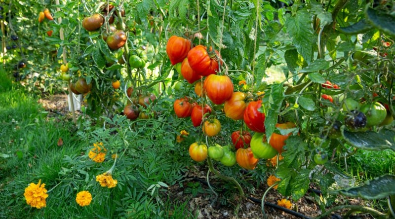 Cherokee Purple Tomatoes:Pflanz-, Anbau- und Pflegeanleitung 