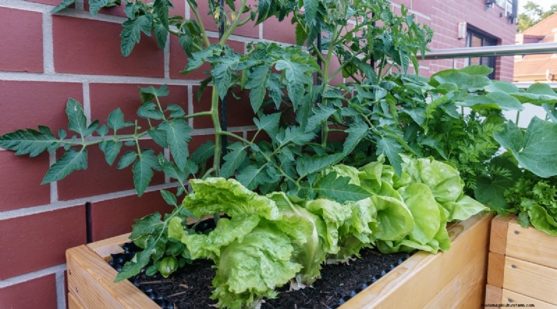 Cherokee Purple Tomatoes:Pflanz-, Anbau- und Pflegeanleitung 