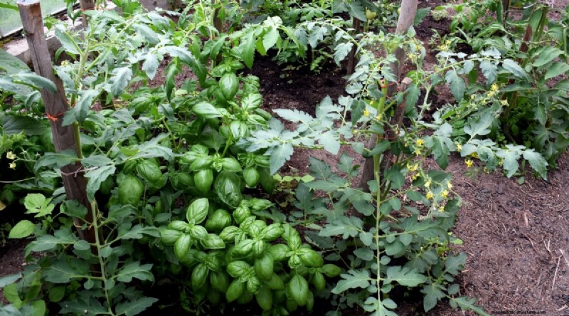 Cherokee Purple Tomatoes:Pflanz-, Anbau- und Pflegeanleitung 
