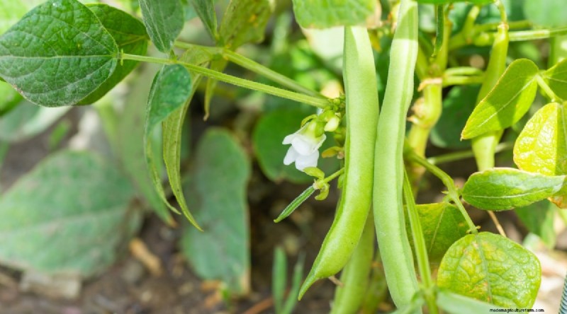 Cherokee Purple Tomatoes:Pflanz-, Anbau- und Pflegeanleitung 