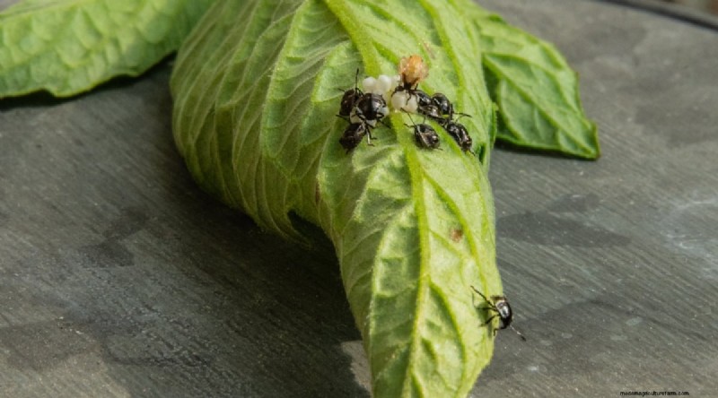 Cherokee Purple Tomatoes:Pflanz-, Anbau- und Pflegeanleitung 