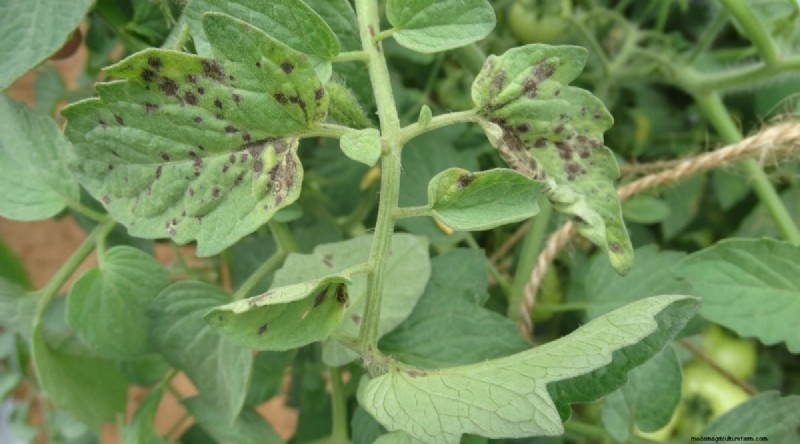 Cherokee Purple Tomatoes:Pflanz-, Anbau- und Pflegeanleitung 