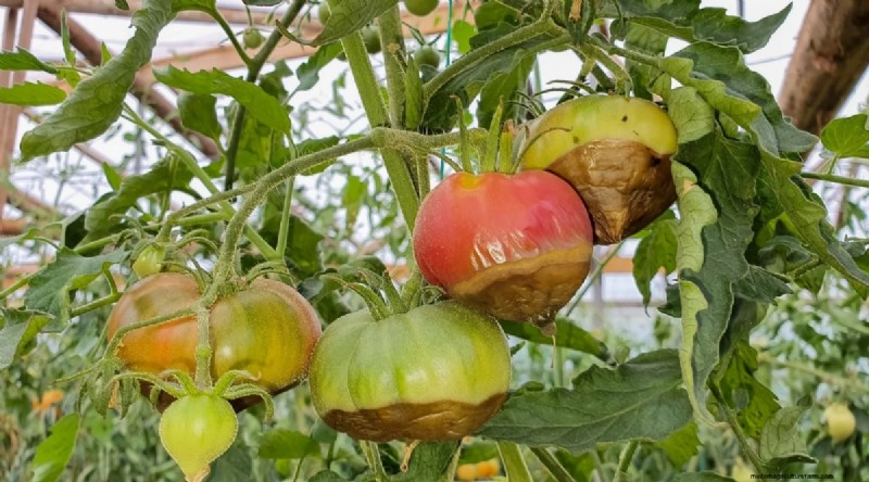 Cherokee Purple Tomatoes:Pflanz-, Anbau- und Pflegeanleitung 