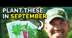 Plantgids voor september:19 zaden voor een herfstoogst 