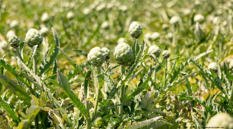 Pflanzanleitung für September:19 Samen für eine Herbsternte 