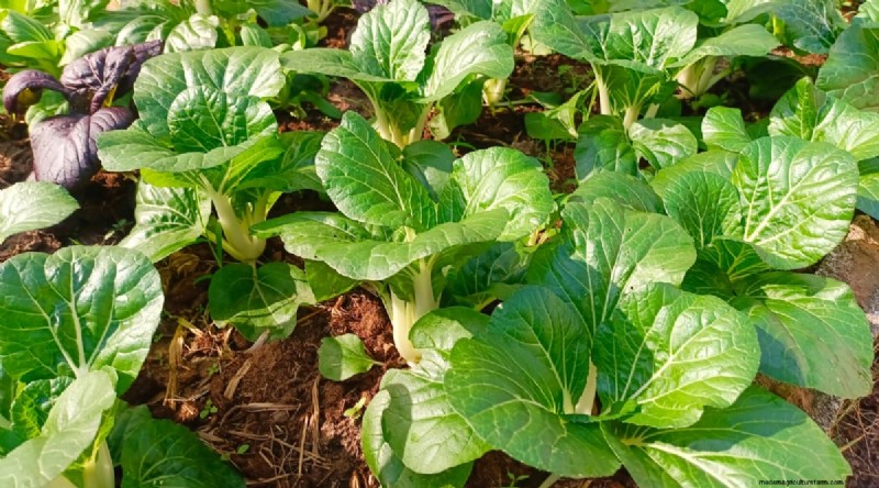 Pflanzanleitung für September:19 Samen für eine Herbsternte 