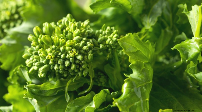 Pflanzanleitung für September:19 Samen für eine Herbsternte 