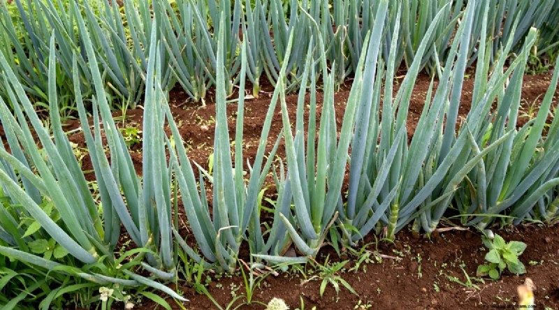 Pflanzanleitung für September:19 Samen für eine Herbsternte 
