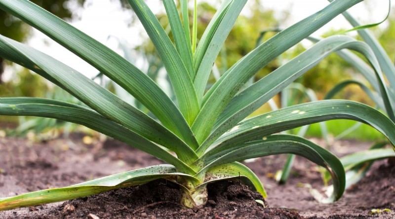 Pflanzanleitung für September:19 Samen für eine Herbsternte 