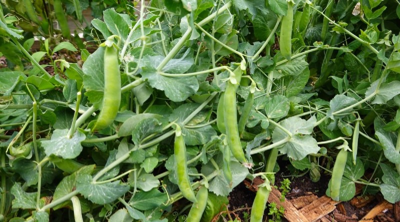 Pflanzanleitung für September:19 Samen für eine Herbsternte 