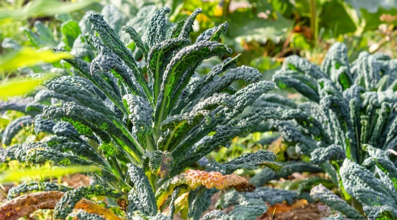 Pflanzanleitung für September:19 Samen für eine Herbsternte 