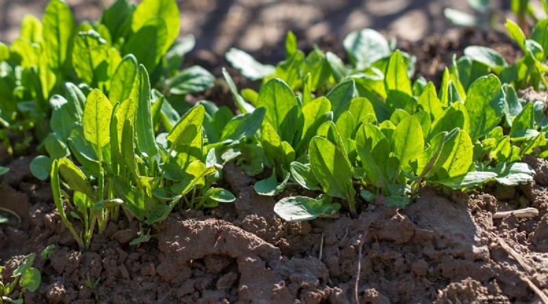 Pflanzanleitung für September:19 Samen für eine Herbsternte 