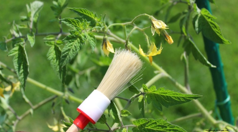 Von Hand bestäubende Tomaten:Ein vollständiger Leitfaden für fruchtbare Gärten 