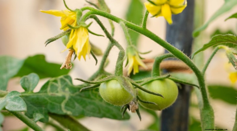 Von Hand bestäubende Tomaten:Ein vollständiger Leitfaden für fruchtbare Gärten 
