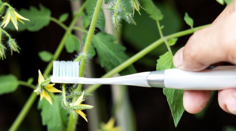 Von Hand bestäubende Tomaten:Ein vollständiger Leitfaden für fruchtbare Gärten 