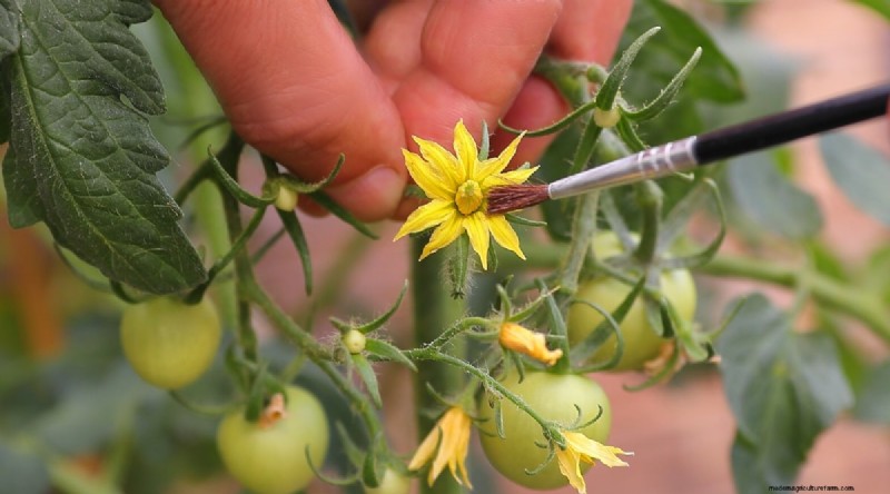 Von Hand bestäubende Tomaten:Ein vollständiger Leitfaden für fruchtbare Gärten 