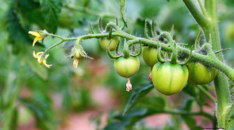 Von Hand bestäubende Tomaten:Ein vollständiger Leitfaden für fruchtbare Gärten 