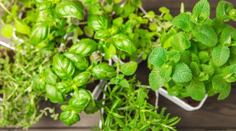 Maximieren Sie Ihren Platz:15 Expertentipps für den Kräutergarten auf kleinem Raum 