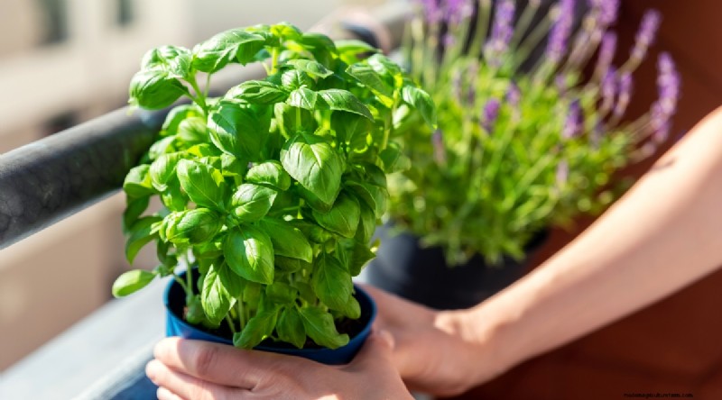 Maximieren Sie Ihren Platz:15 Expertentipps für den Kräutergarten auf kleinem Raum 