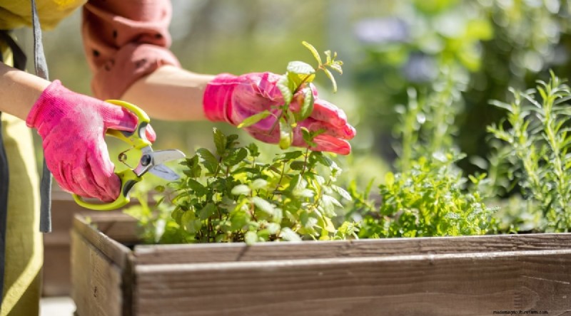 Maximieren Sie Ihren Platz:15 Expertentipps für den Kräutergarten auf kleinem Raum 