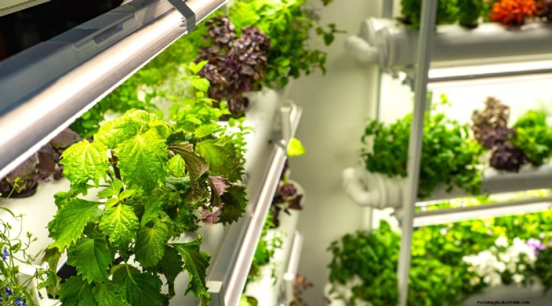 Maximieren Sie Ihren Platz:15 Expertentipps für den Kräutergarten auf kleinem Raum 