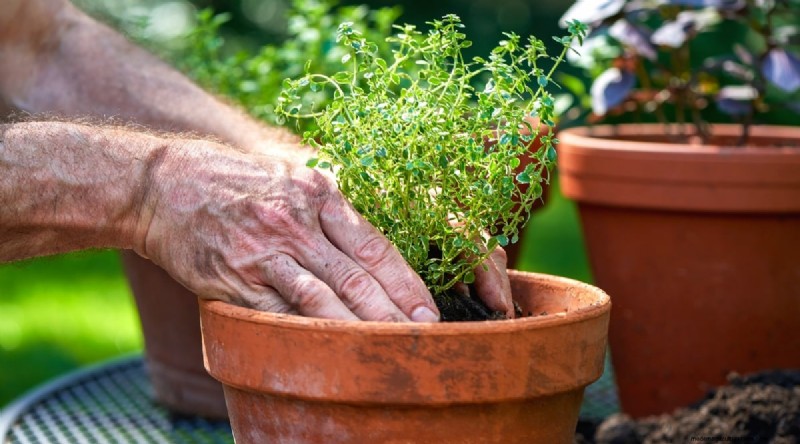 Maximieren Sie Ihren Platz:15 Expertentipps für den Kräutergarten auf kleinem Raum 