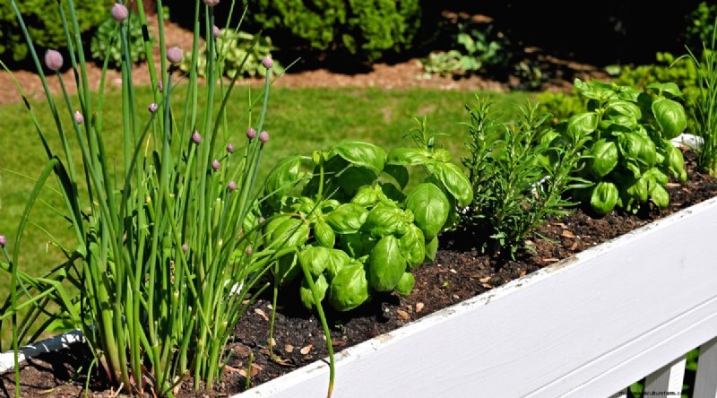 Maximieren Sie Ihren Platz:15 Expertentipps für den Kräutergarten auf kleinem Raum 