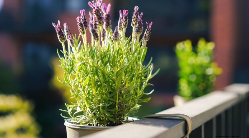 Maximieren Sie Ihren Platz:15 Expertentipps für den Kräutergarten auf kleinem Raum 