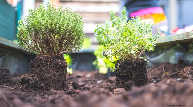Maximieren Sie Ihren Platz:15 Expertentipps für den Kräutergarten auf kleinem Raum 