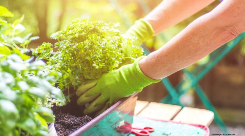 Maximieren Sie Ihren Platz:15 Expertentipps für den Kräutergarten auf kleinem Raum 