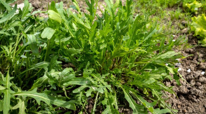 Das beste Herbstgemüse, das Sie jetzt pflanzen können:Ein Leitfaden für eine reiche Ernte 