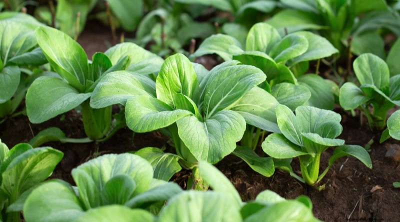 Das beste Herbstgemüse, das Sie jetzt pflanzen können:Ein Leitfaden für eine reiche Ernte 