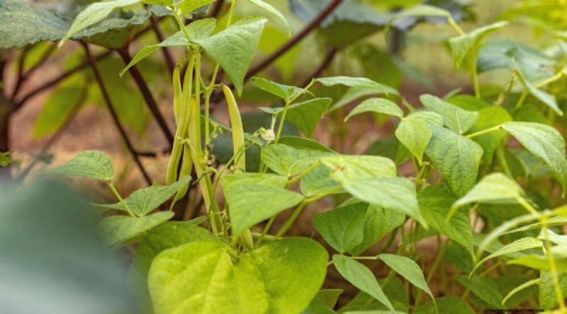 Das beste Herbstgemüse, das Sie jetzt pflanzen können:Ein Leitfaden für eine reiche Ernte 