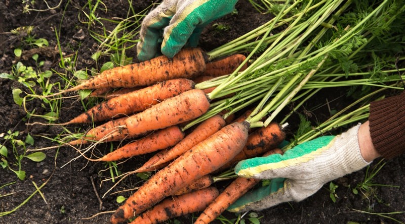 Das beste Herbstgemüse, das Sie jetzt pflanzen können:Ein Leitfaden für eine reiche Ernte 