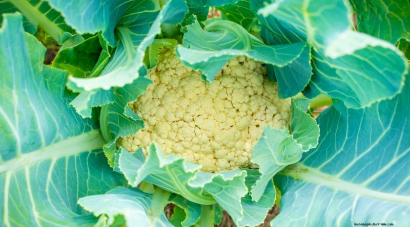 Das beste Herbstgemüse, das Sie jetzt pflanzen können:Ein Leitfaden für eine reiche Ernte 