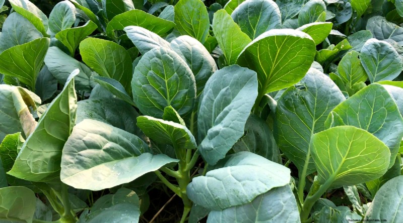 Das beste Herbstgemüse, das Sie jetzt pflanzen können:Ein Leitfaden für eine reiche Ernte 