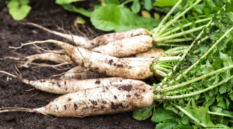 Das beste Herbstgemüse, das Sie jetzt pflanzen können:Ein Leitfaden für eine reiche Ernte 