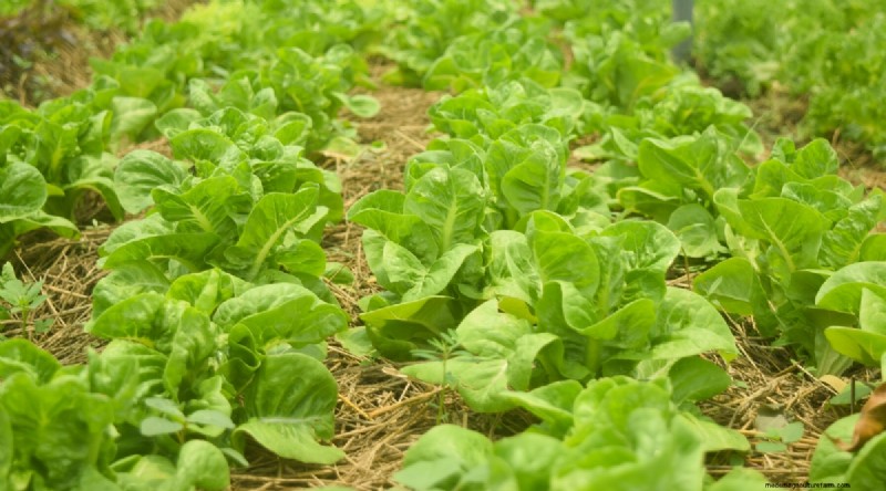 Das beste Herbstgemüse, das Sie jetzt pflanzen können:Ein Leitfaden für eine reiche Ernte 
