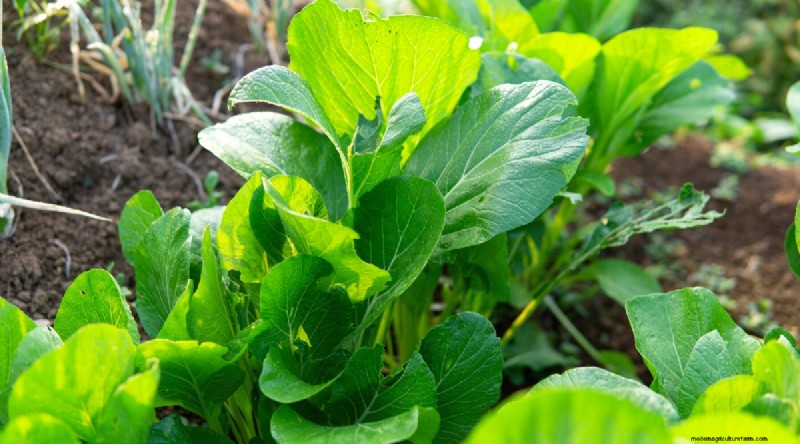 Das beste Herbstgemüse, das Sie jetzt pflanzen können:Ein Leitfaden für eine reiche Ernte 
