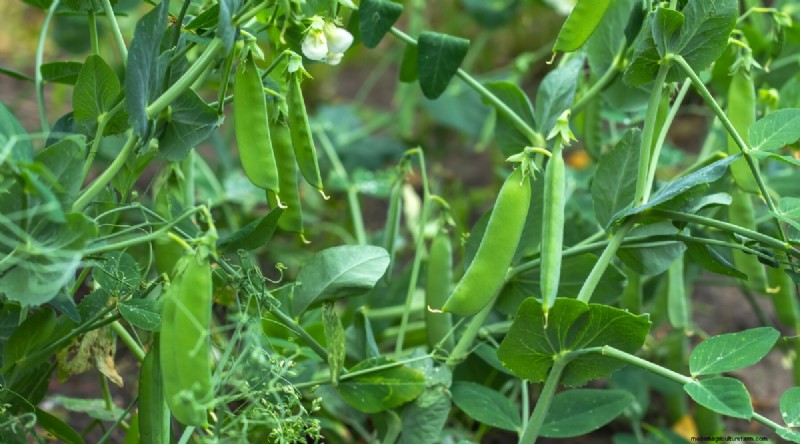 Das beste Herbstgemüse, das Sie jetzt pflanzen können:Ein Leitfaden für eine reiche Ernte 
