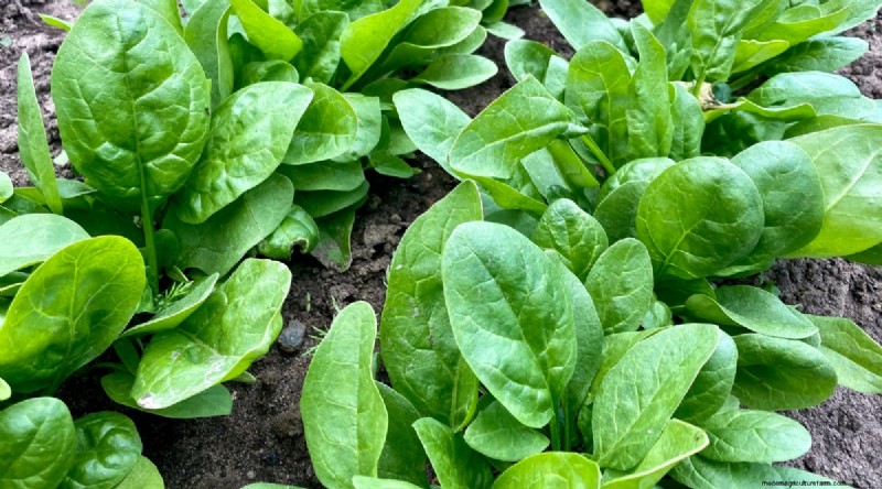 Das beste Herbstgemüse, das Sie jetzt pflanzen können:Ein Leitfaden für eine reiche Ernte 