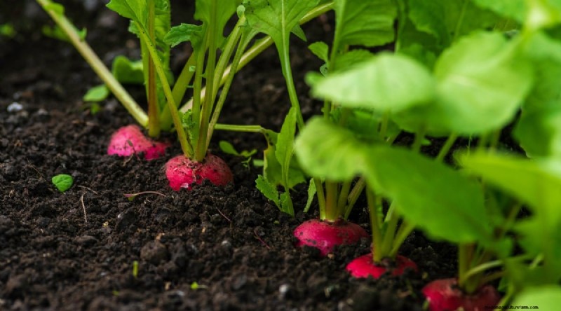 Das beste Herbstgemüse, das Sie jetzt pflanzen können:Ein Leitfaden für eine reiche Ernte 
