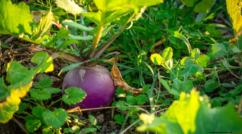 Das beste Herbstgemüse, das Sie jetzt pflanzen können:Ein Leitfaden für eine reiche Ernte 